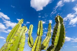 Cactos sacola