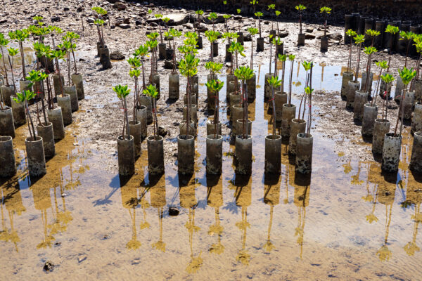 Títulos de R$ 1,2 Bilhão para Reflorestamento da Amazônia